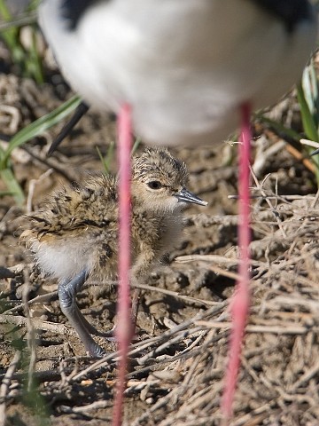 Stelzenlufer Himantopus himantopus Black-winged Stilt